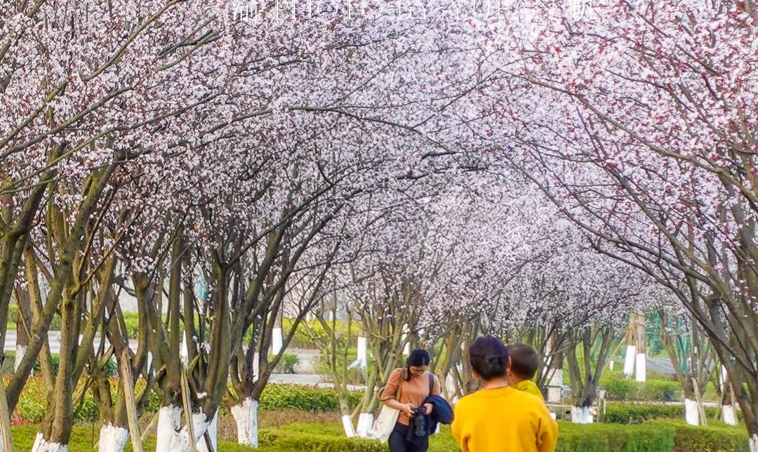 原创 重庆赏花好去处，美不胜收的鲜花大道，免票却鲜为人知，快来打卡6