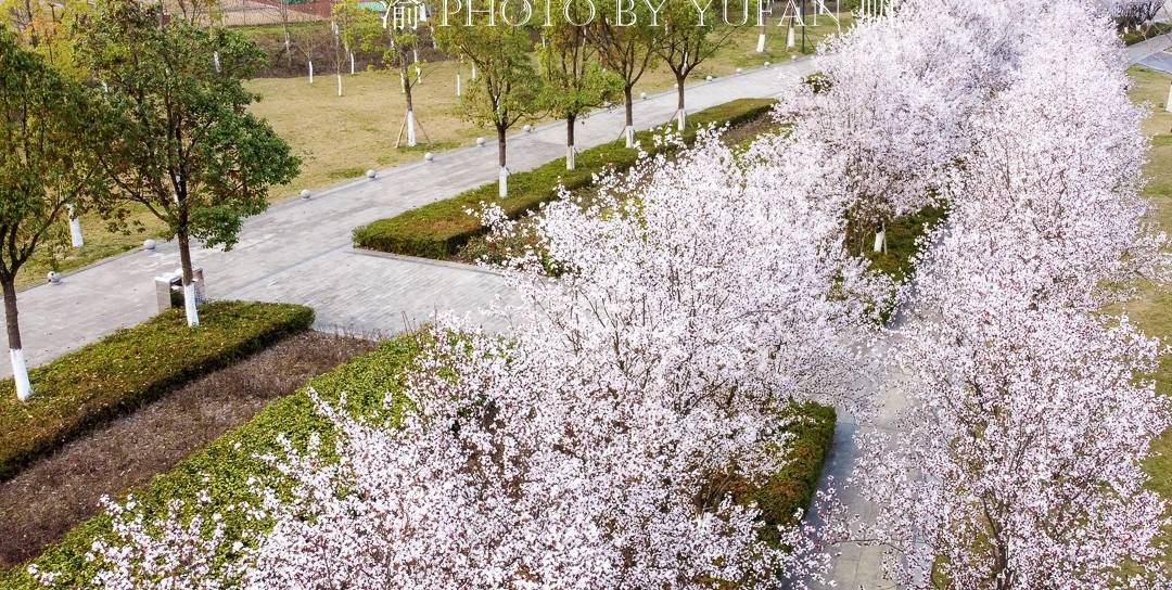 原创 重庆赏花好去处，美不胜收的鲜花大道，免票却鲜为人知，快来打卡7