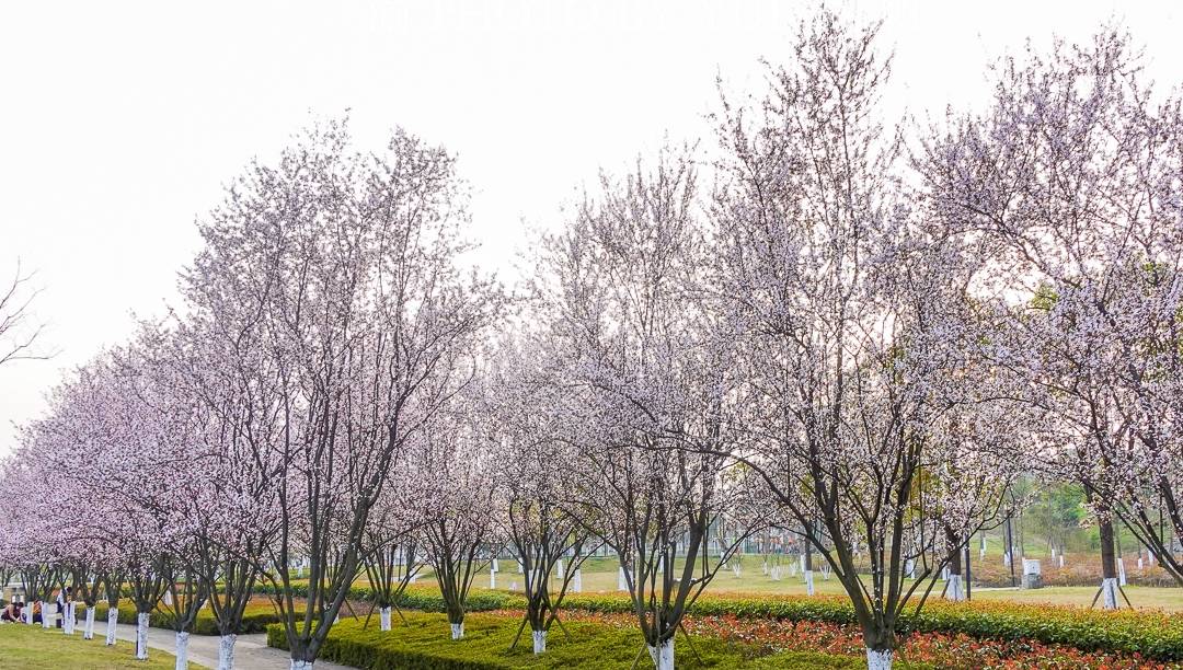 原创 重庆赏花好去处，美不胜收的鲜花大道，免票却鲜为人知，快来打卡8