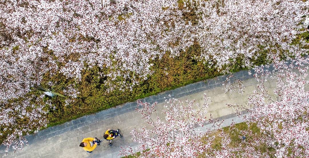 原创 重庆赏花好去处，美不胜收的鲜花大道，免票却鲜为人知，快来打卡9