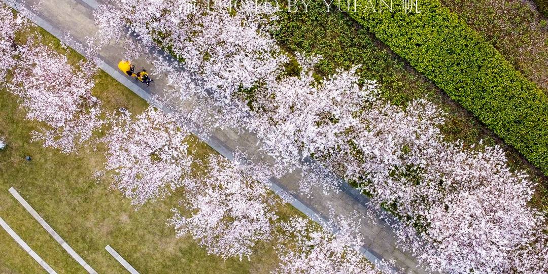 原创 重庆赏花好去处，美不胜收的鲜花大道，免票却鲜为人知，快来打卡11