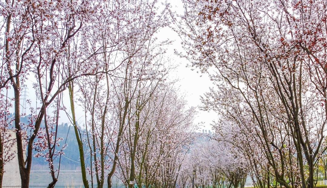 原创 重庆赏花好去处，美不胜收的鲜花大道，免票却鲜为人知，快来打卡10