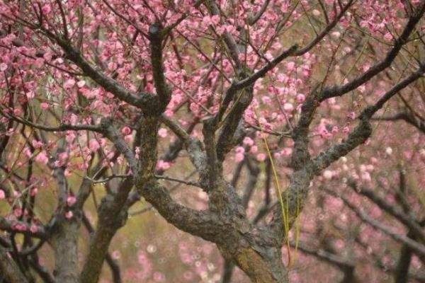 2022镇江春季赏花好地方1