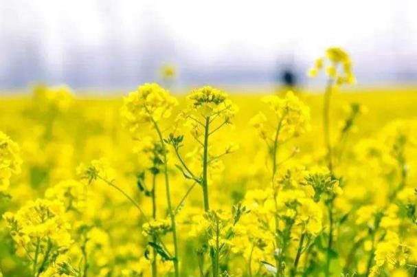 2022镇江春季赏花好地方2