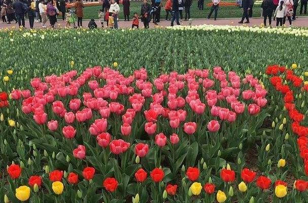 2022镇江春季赏花好地方3