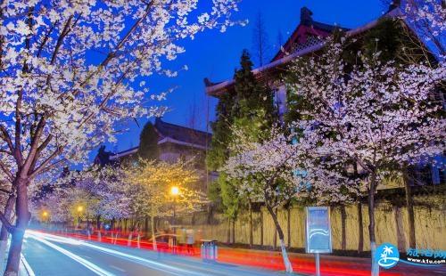 鸡鸣寺樱花什么时候开 南京鸡鸣寺游记1