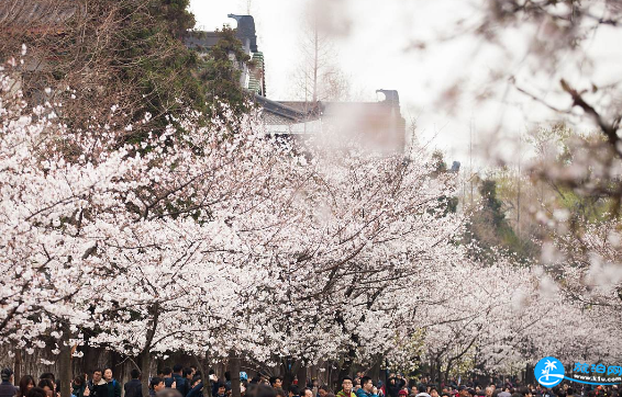 鸡鸣寺樱花什么时候开 南京鸡鸣寺游记2