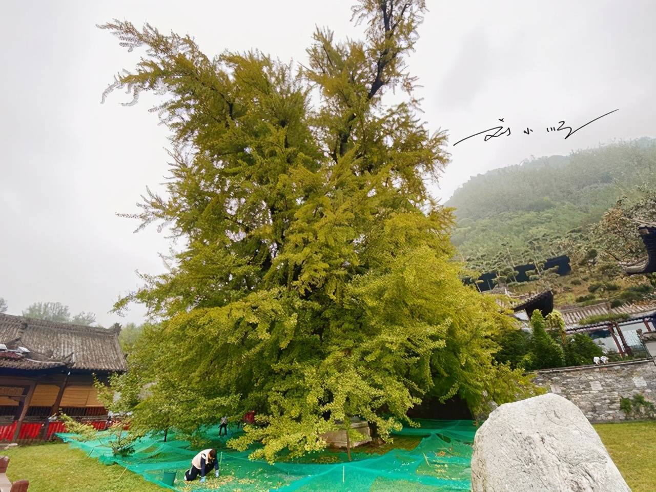 原创 西安有棵网红银杏树，朋友圈常常刷屏，很多人却不知道在什么地方1