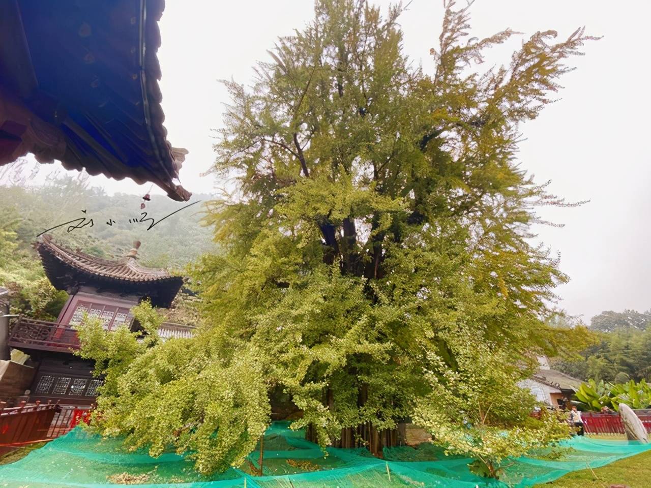 原创 西安有棵网红银杏树，朋友圈常常刷屏，很多人却不知道在什么地方5