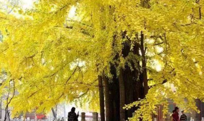 原创 江苏一景区内,藏有千年银杏树王和百年红杏树!门票仅需305