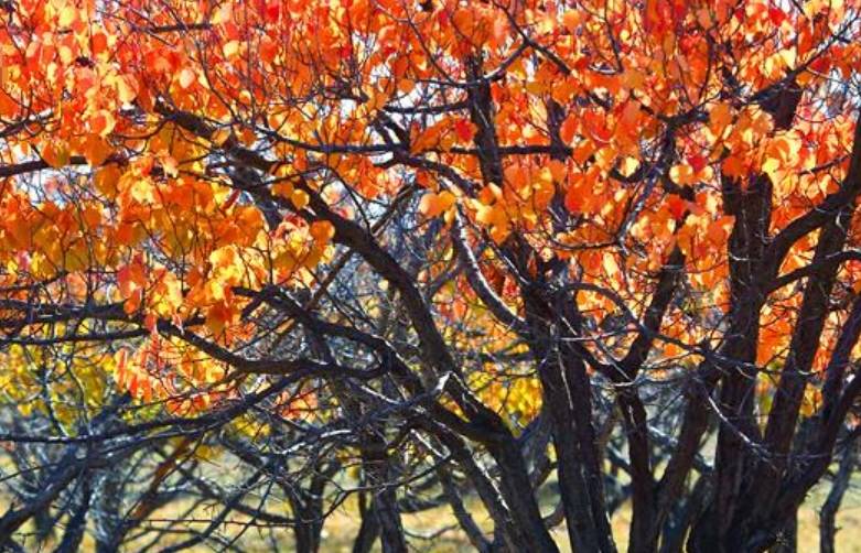 原创 江苏一景区内,藏有千年银杏树王和百年红杏树!门票仅需306