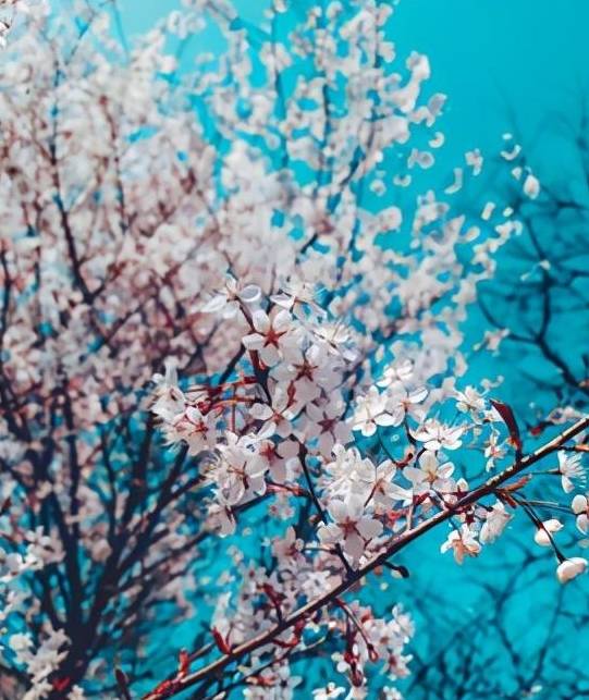 原创 采鲜果、赏樱花、享美食,渝北大盛邀您来打卡2