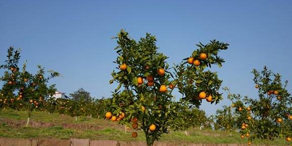 原创 采鲜果、赏樱花、享美食,渝北大盛邀您来打卡7