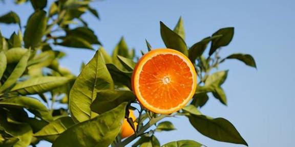 原创 采鲜果、赏樱花、享美食,渝北大盛邀您来打卡8