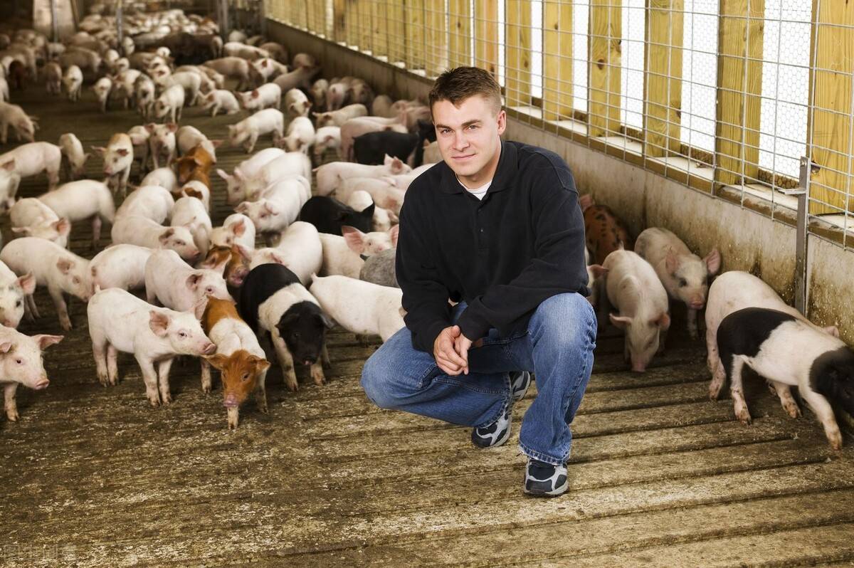 原创 在美国菜比肉还贵,实现了肉类自由的美国,为什么无法实现蔬菜自由?1