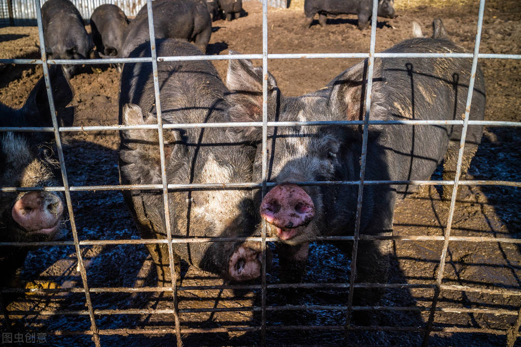 原创 在美国菜比肉还贵,实现了肉类自由的美国,为什么无法实现蔬菜自由?2