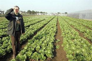 原创 在美国菜比肉还贵,实现了肉类自由的美国,为什么无法实现蔬菜自由?5