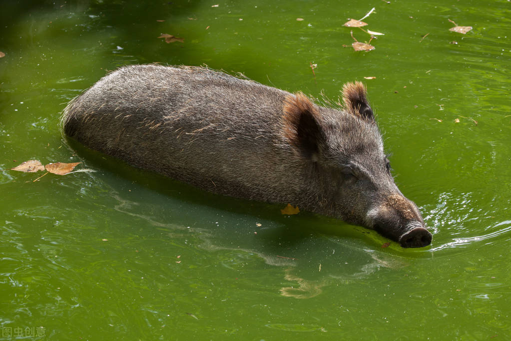 原创 野猪并没有濒临灭绝，甚至局部还泛滥成灾，为什么还要加以保护？5