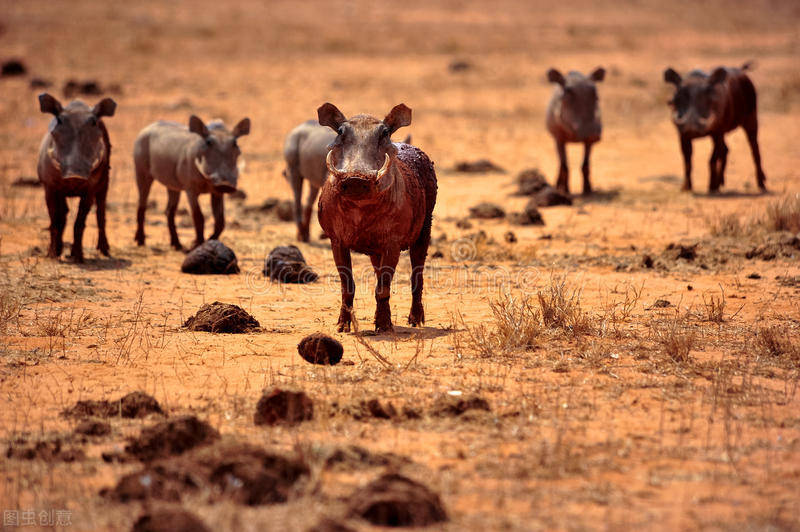 原创 野猪并没有濒临灭绝，甚至局部还泛滥成灾，为什么还要加以保护？6