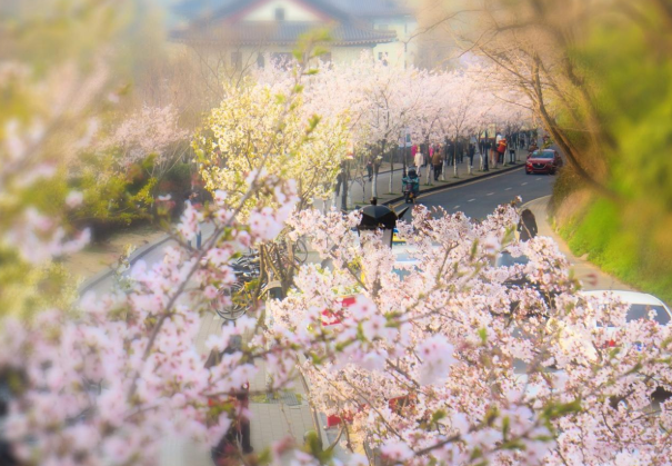 2022鸡鸣寺樱花什么时候谢 南京赏樱有哪些地方1