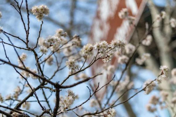 2022鸡鸣寺樱花什么时候谢 南京赏樱有哪些地方2