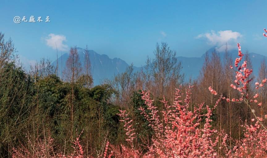 原创 成都当下最火爆的赏花地——青城大观镇，解语问花村2