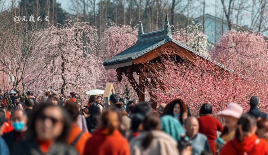 原创 成都当下最火爆的赏花地——青城大观镇，解语问花村4
