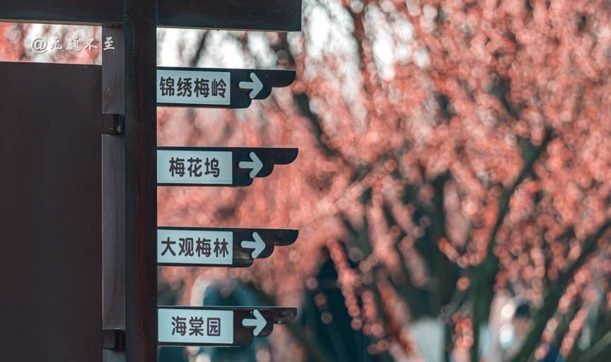 原创 成都当下最火爆的赏花地——青城大观镇，解语问花村5