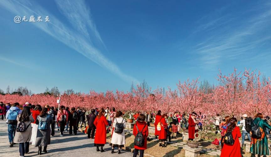 原创 成都当下最火爆的赏花地——青城大观镇，解语问花村7