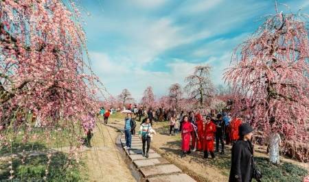 原创 成都当下最火爆的赏花地——青城大观镇，解语问花村8