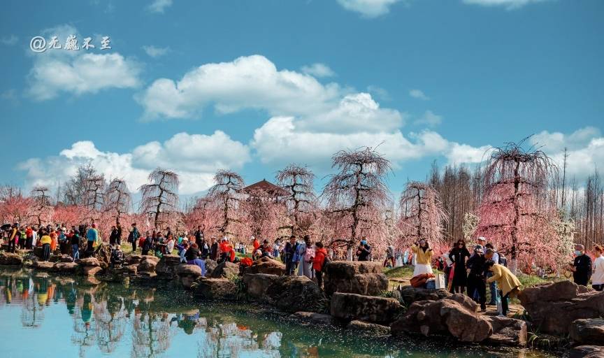 原创 成都当下最火爆的赏花地——青城大观镇，解语问花村9