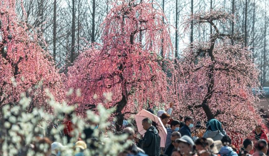 原创 成都当下最火爆的赏花地——青城大观镇，解语问花村11