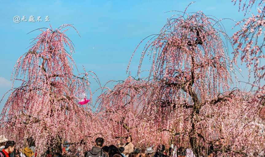 原创 成都当下最火爆的赏花地——青城大观镇，解语问花村13