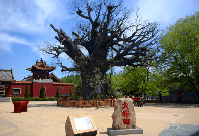 原创 山西一“神奇”景区,内部仅有一颗千年古树,却吸引大量游客前来1