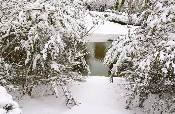 原创 10000亩！重庆北碚藏了一个看腊梅的好地方！被惊艳到了2