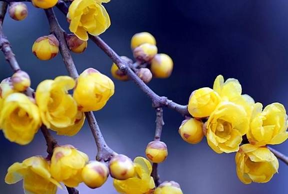 原创 10000亩！重庆北碚藏了一个看腊梅的好地方！被惊艳到了3