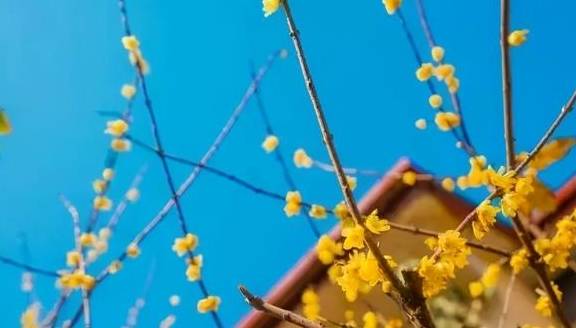 原创 10000亩！重庆北碚藏了一个看腊梅的好地方！被惊艳到了4