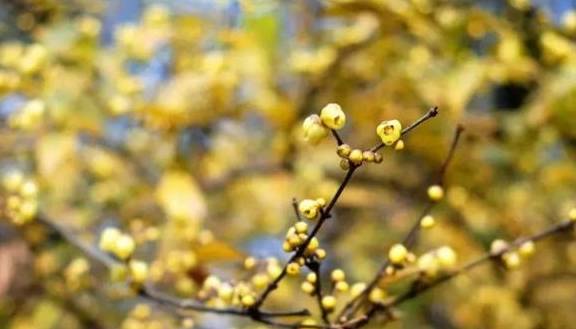 原创 10000亩！重庆北碚藏了一个看腊梅的好地方！被惊艳到了5