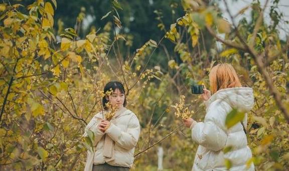 原创 10000亩！重庆北碚藏了一个看腊梅的好地方！被惊艳到了6