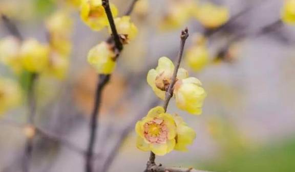 原创 10000亩！重庆北碚藏了一个看腊梅的好地方！被惊艳到了7