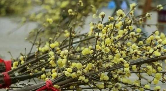 原创 10000亩！重庆北碚藏了一个看腊梅的好地方！被惊艳到了8