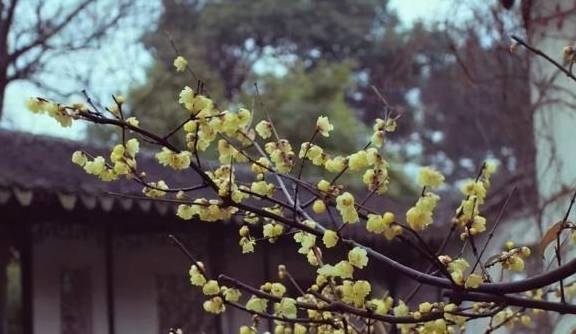 原创 10000亩！重庆北碚藏了一个看腊梅的好地方！被惊艳到了9