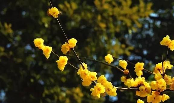 原创 10000亩！重庆北碚藏了一个看腊梅的好地方！被惊艳到了10