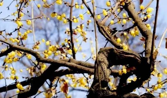 原创 10000亩！重庆北碚藏了一个看腊梅的好地方！被惊艳到了11