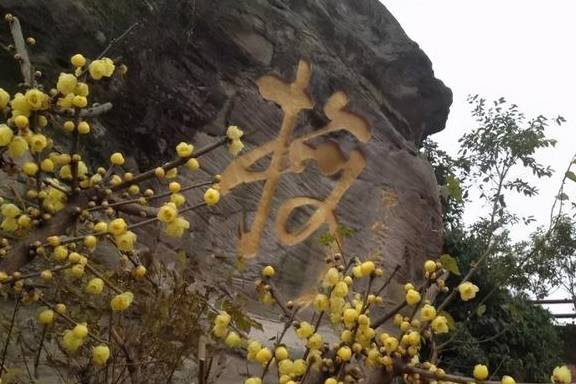 原创 10000亩！重庆北碚藏了一个看腊梅的好地方！被惊艳到了12