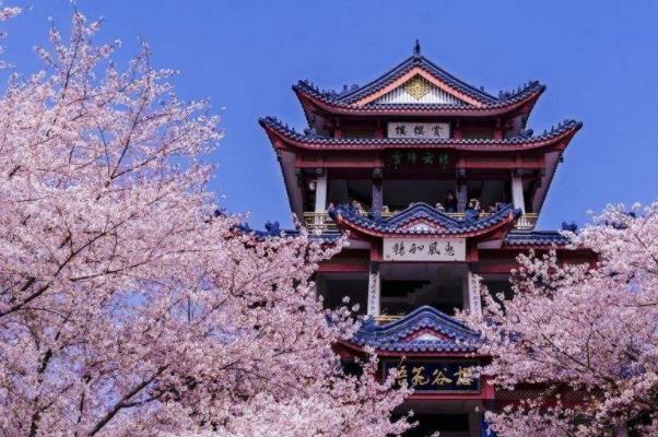 2022鼋头渚几月份去看樱花2