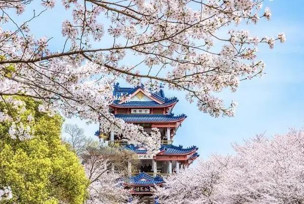 2022鼋头渚几月份去看樱花3