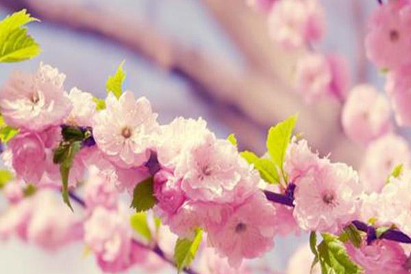 2022苏州上方山樱花什么时候最美?附最佳观赏时间及地点1