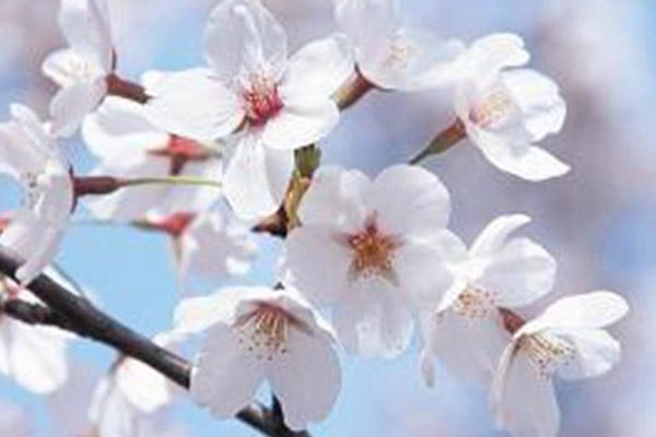 2022苏州上方山樱花什么时候最美?附最佳观赏时间及地点2