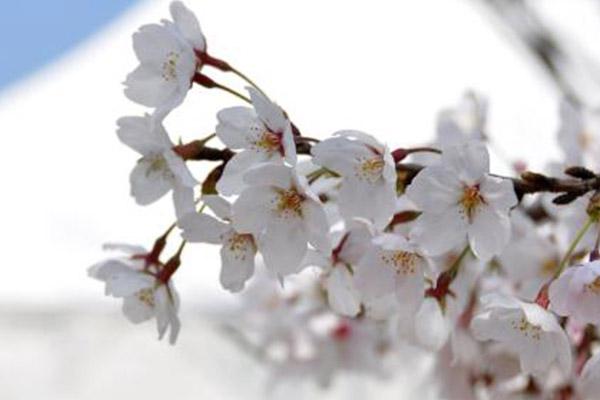 2022苏州上方山樱花什么时候最美?附最佳观赏时间及地点3